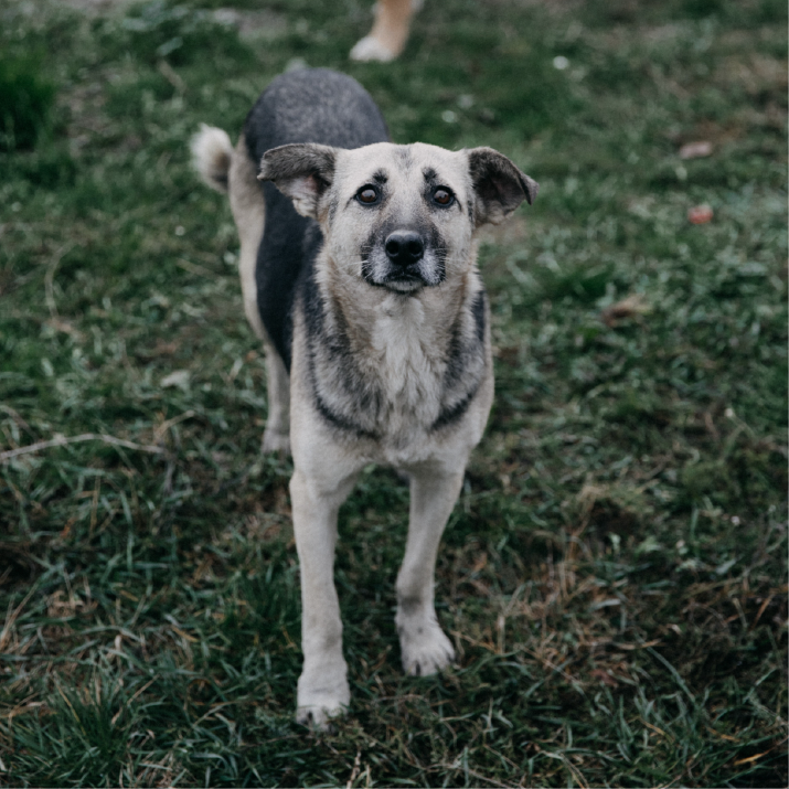 principales-enfermedades-en-perros-panama.png